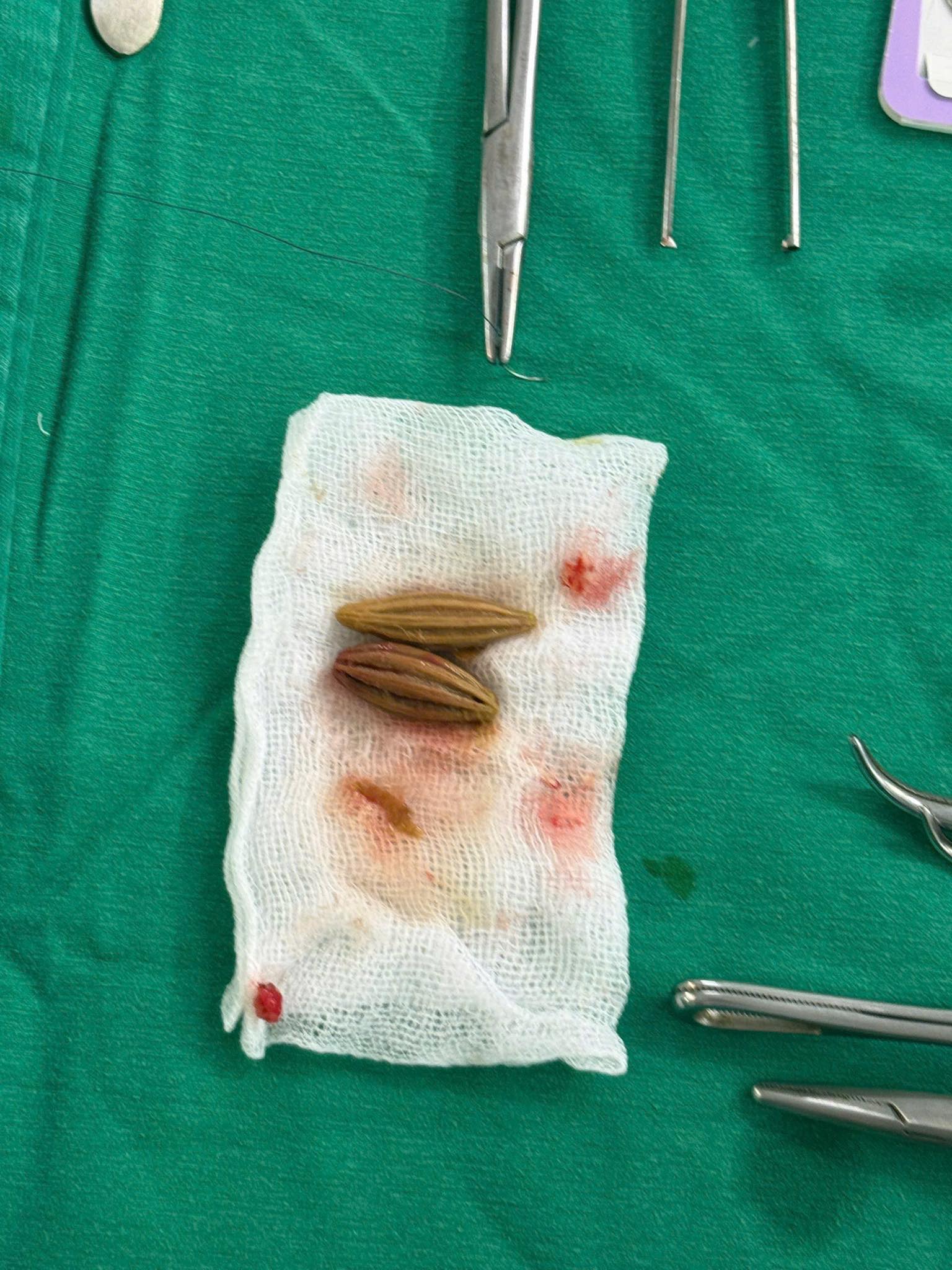 660508790 1809255466885010 3638394973027698688 n